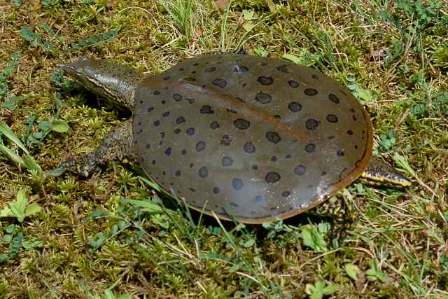 Softshell Turtle  (adult male) photo #1