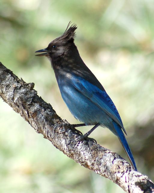 Steller's Jay (Pacific form) photo #2