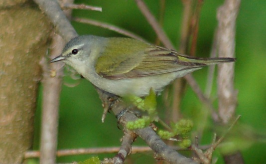 Tennessee Warbler photo #5