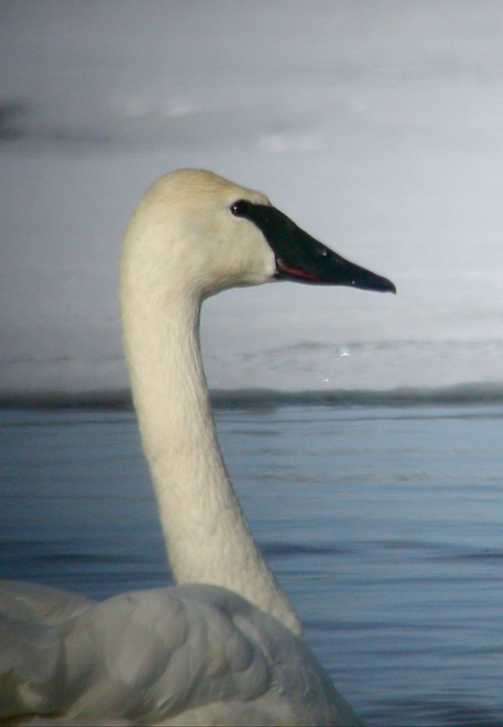 Trumpeter Swan Photo 1