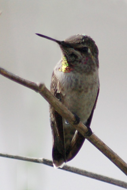 Anna's Hummingbird (female) photo #4