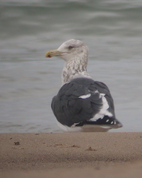 Mystery Gull (Adult) Photo 2