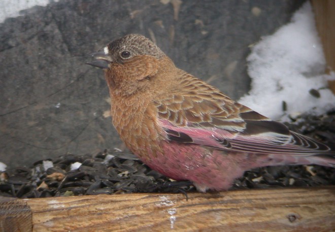 Brown-capped Rosy-finch Photo 1