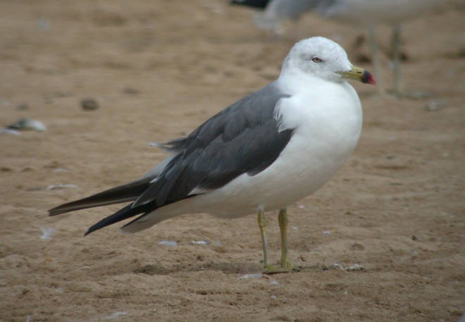 Black-tailed Gull Photo 1