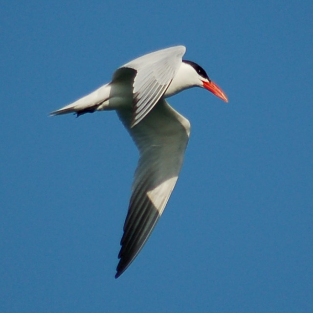 Caspian Tern (adult) photo #3