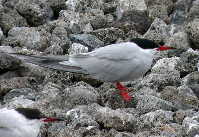 Common Tern photo #2