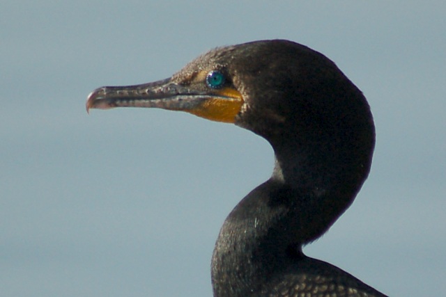 Double-crested Cormorant photo #3