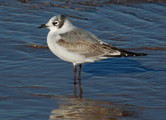 Franklin's Gull (1st cycle)