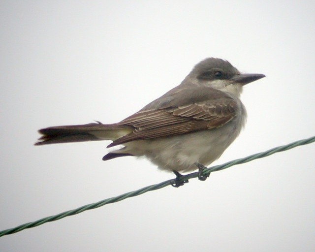 Gray Kingbird Photo 1
