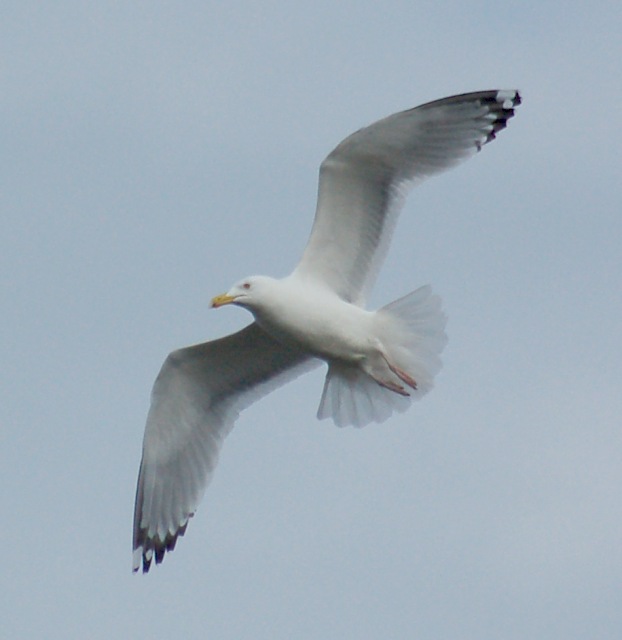 Herring Gull (pale adult)