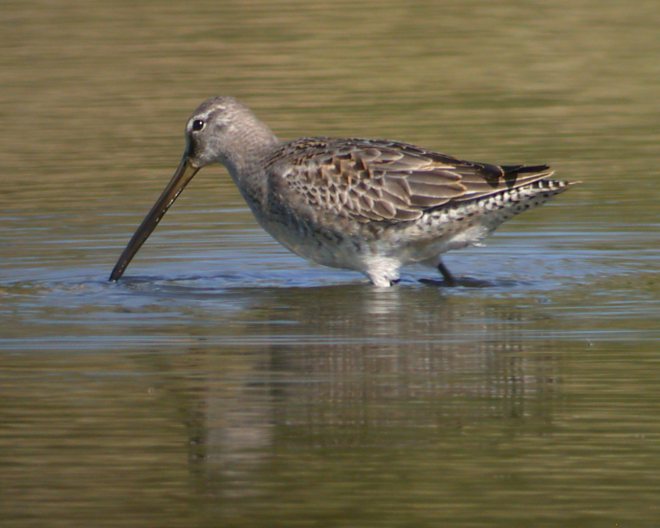 Long-billed Dowitcher photo #1