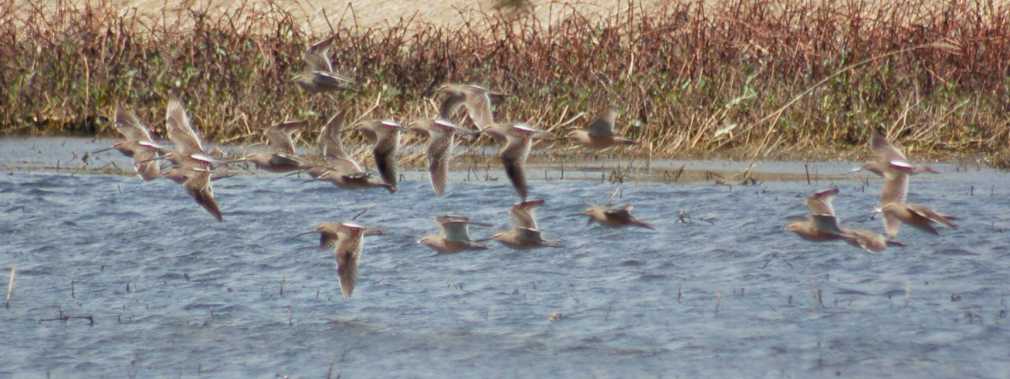 Long-billed Dowitcher Photo 3