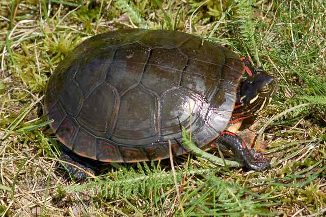 Midland Painted Turtle (adult) photo #1