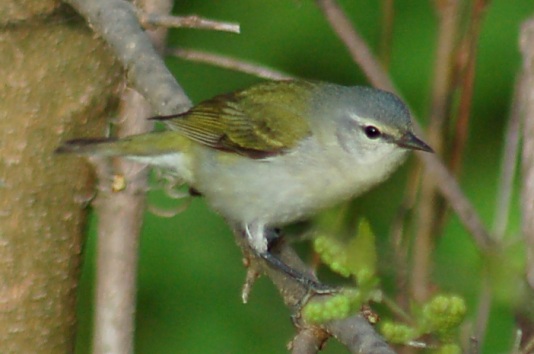Tennessee Warbler photo #4