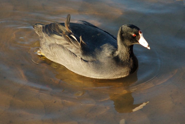American Coot photo #1