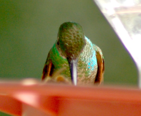 Berylline Hummingbird 