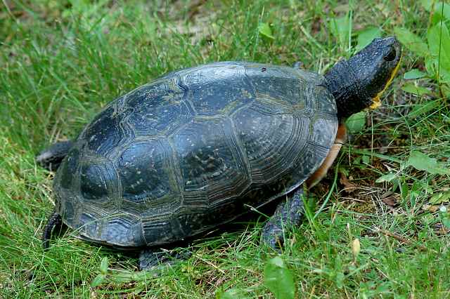 Blanding's Turtle (adult) photo #3