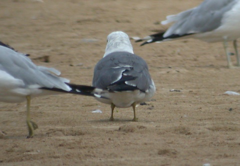 Black-tailed Gull Photo 3