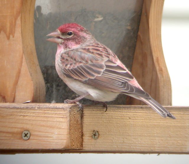 Cassin's Finch (male)