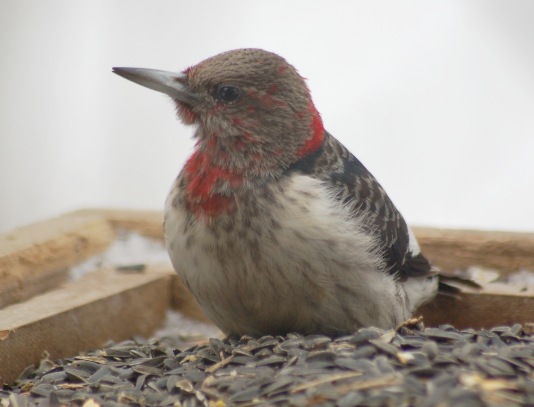 Red-headed Woodpecker photo #7