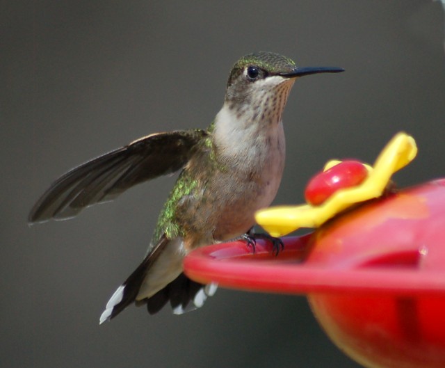 Ruby-throated Hummingbird photo #3