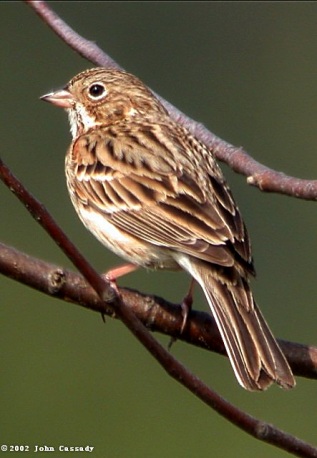 Vesper Sparrow Photo 3