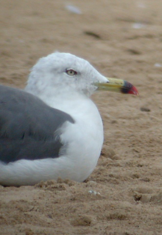 Black-tailed Gull Photo 2