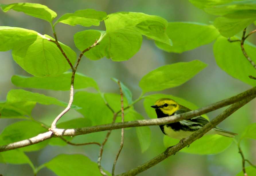 Black-throated Green Warbler photo #8