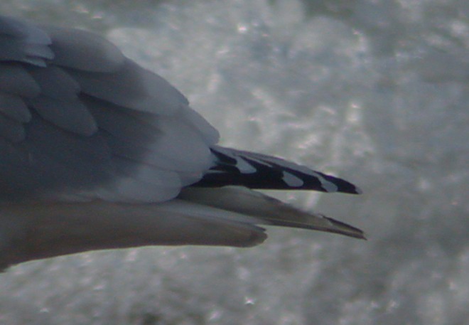 Kumlien's Iceland Gull - (adult with dark primaries)
