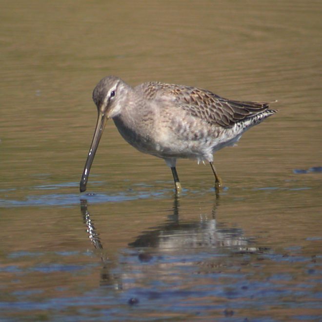 Long-billed Dowitcher photo #2