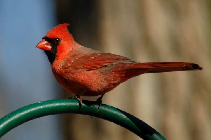 Northern Cardinal Photo #5