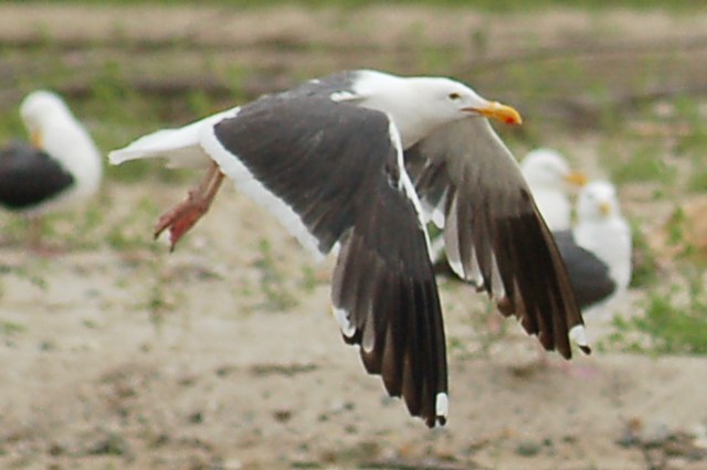 Western Gull (adult in flight)