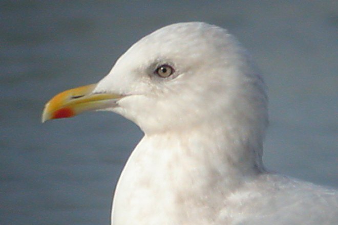 Kumlien's Iceland Gull - (adult with dark primaries)