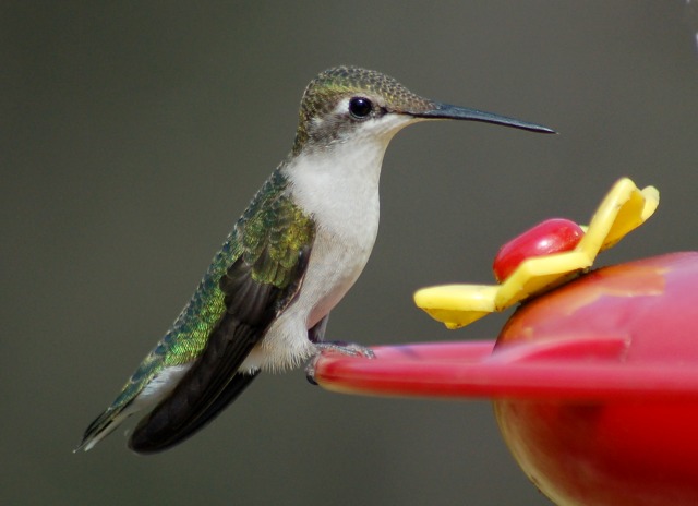 Ruby-throated Hummingbird photo #1
