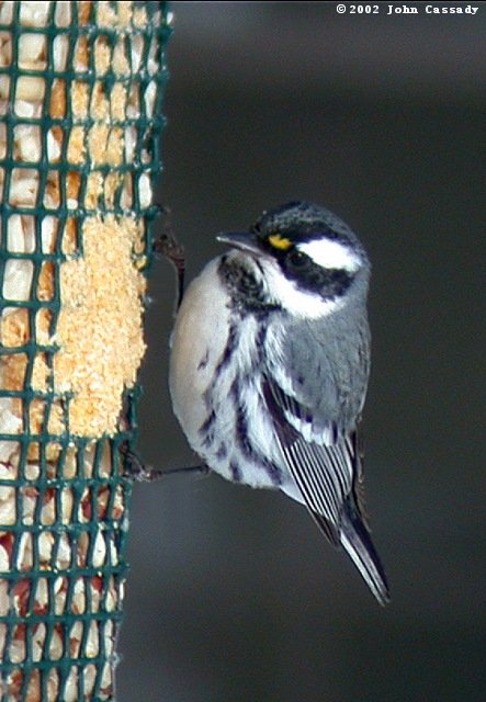Black-throated Gray Warbler Photo 1
