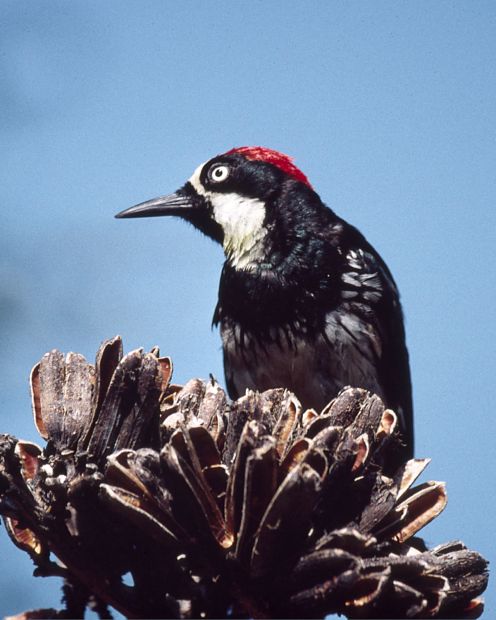 Acorn Woodpecker photo #5