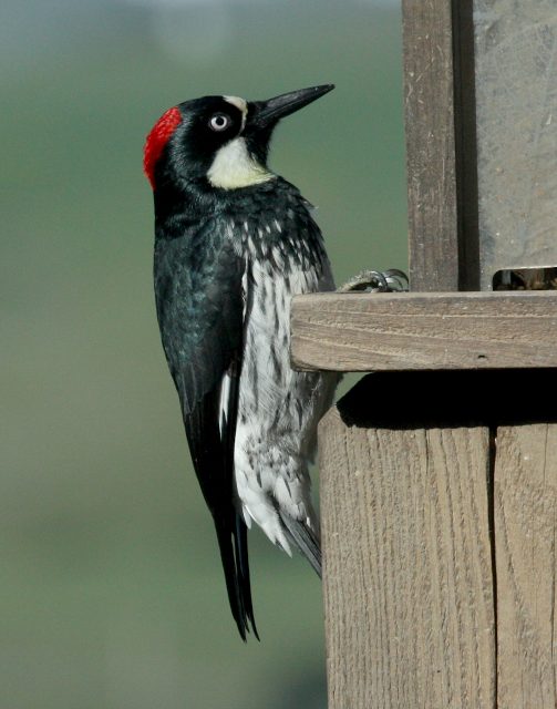 Acorn Woodpecker photo #6