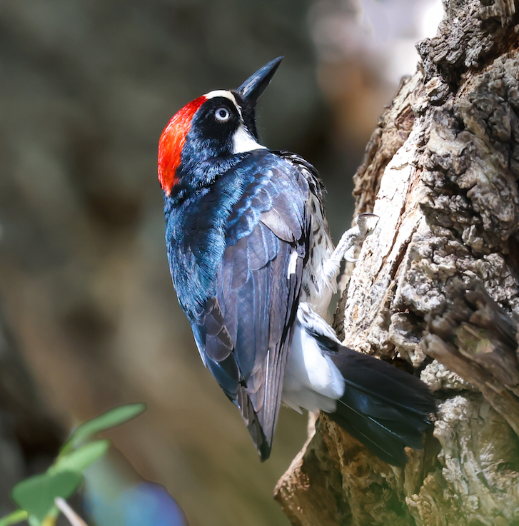 Acorn Woodpecker photo #4