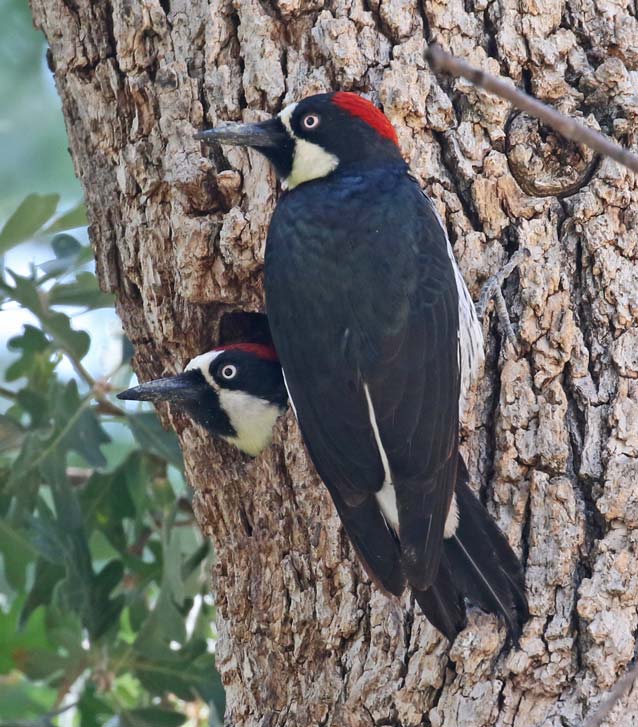 Acorn Woodpecker photo #1