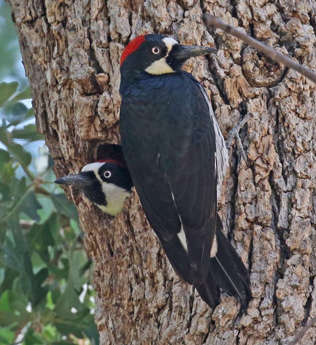 Acorn Woodpecker photo #2