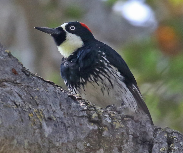 Acorn Woodpecker photo #3
