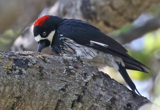 Acorn Woodpecker photo #4