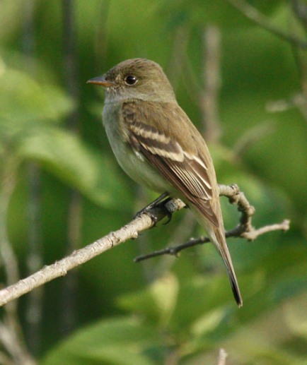 Alder Flycatcher photo #2