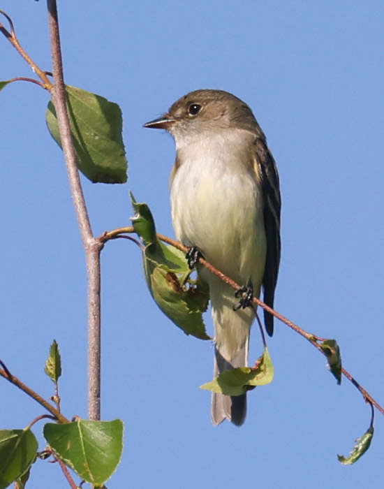 Alder Flycatcher photo #1
