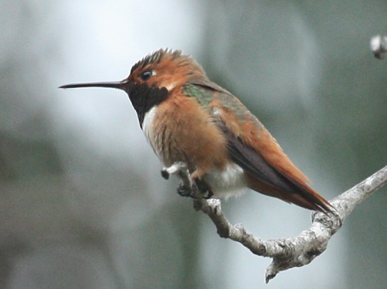 Allen's Hummingbird (male)