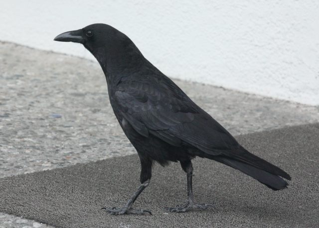 American Crow photo #2