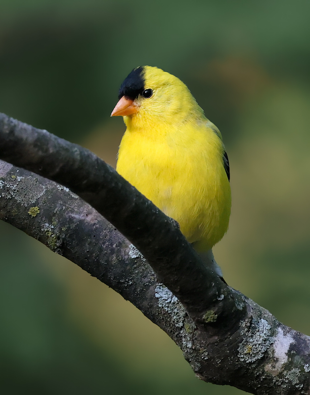 American Goldfinch