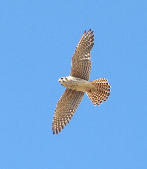 American Kestrel