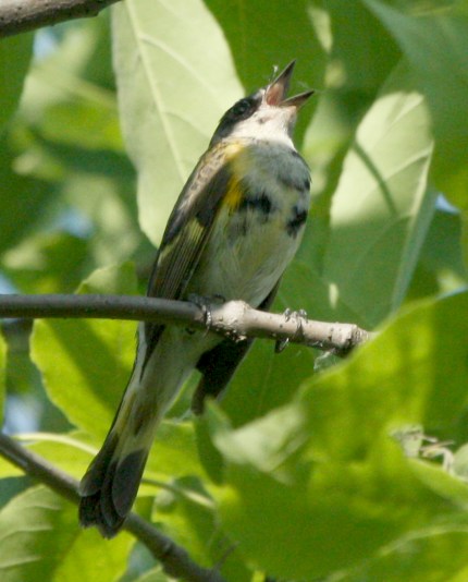 American Redstart (1st spring male)