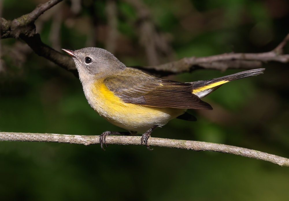 American Redstart